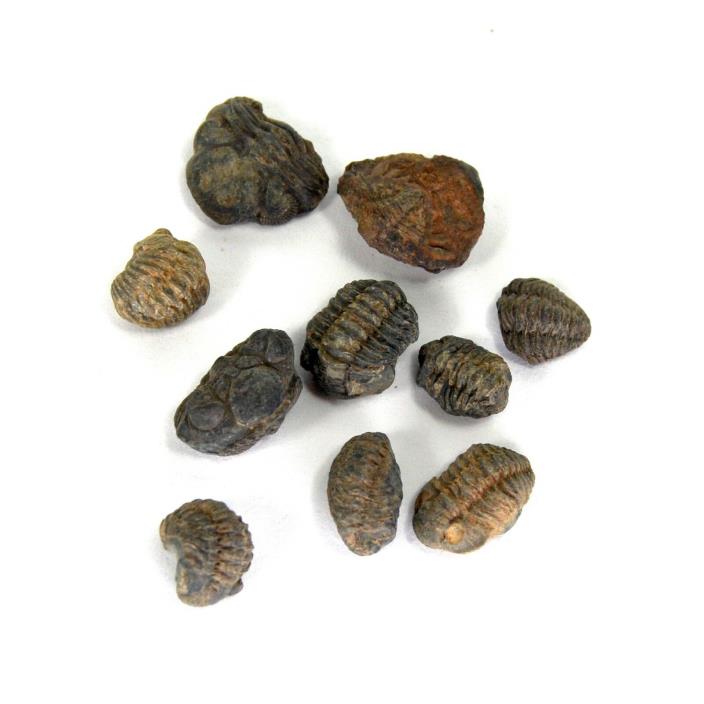 ONE 8mm to 15mm Small Enrolled Trilobite Fossil Tiny Rolled Devonian Period