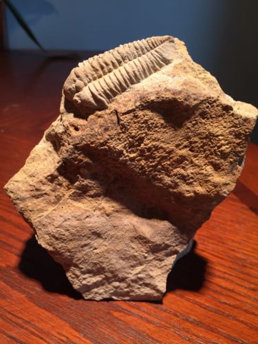 Large Museum Quality Trilobite Matrix Death Plate Fossil Kankakee, Illinois