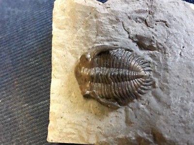 GEOLOGICAL ENTERPRISES Devonian Fossil Trilobite Greenops widderensis Canada