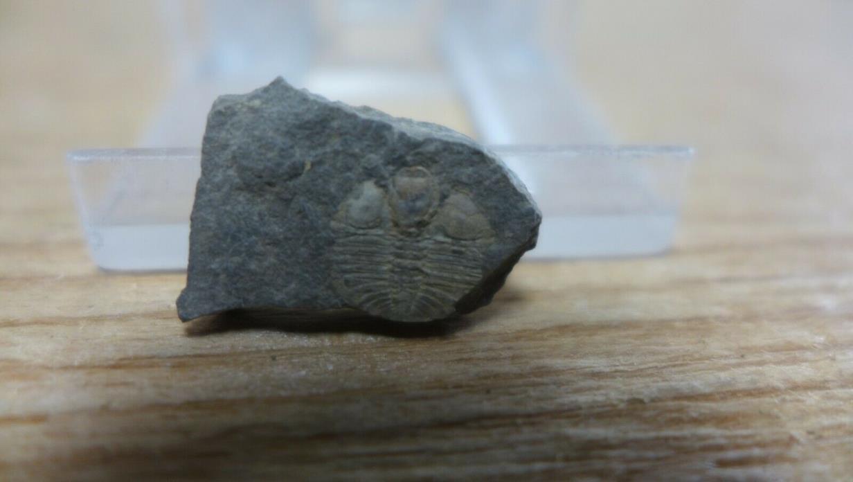GEOLOGICAL ENTERPRISES Ordovician fossil trilobite Ampyxina scarabeus