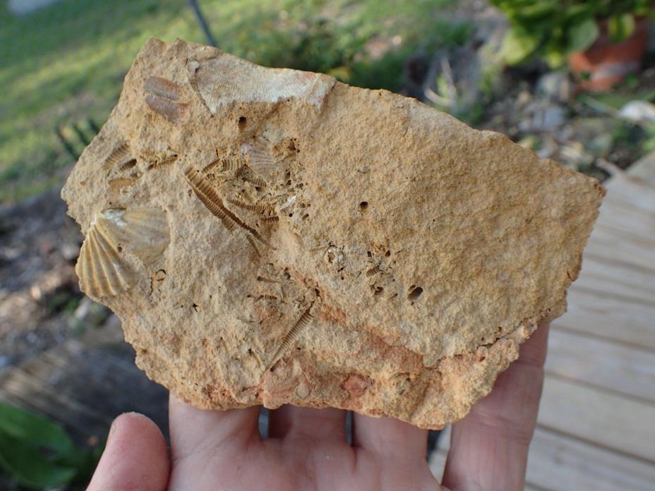 Excellent Devonian Fossil Brachiopod, West Virginia, Teacher,Collection WV11