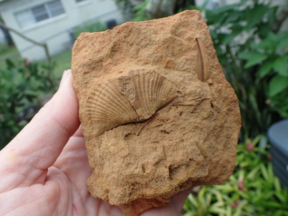 Devonian Fossil Brachiopod, West Virginia, Specimen, Teacher, Collection WV7