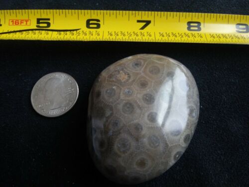 Petoskey Stone. 3.45 OZ. Ultra Polish.