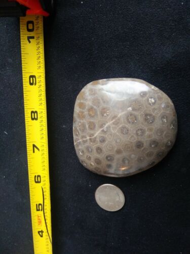 Petoskey Stone. 5.18 OZ. Ultra Polish.