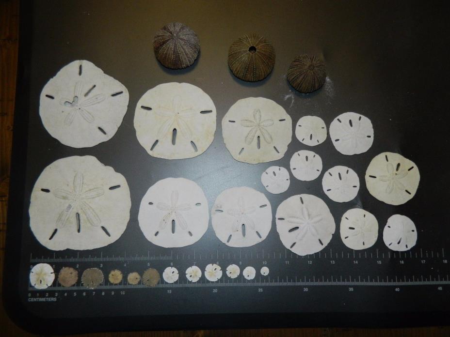 Lot of 30 Echinoderm Fossils includes Sand Dollar Great large specimens