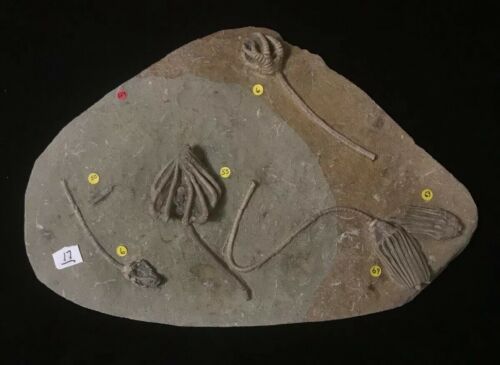 Six Crinoid, Three Species Crawfordsville Plate