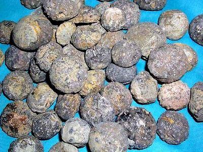 Sea urchin fossils 165 million year old 15 fossil lot 1/2 to 1.5 inch  N.Africa