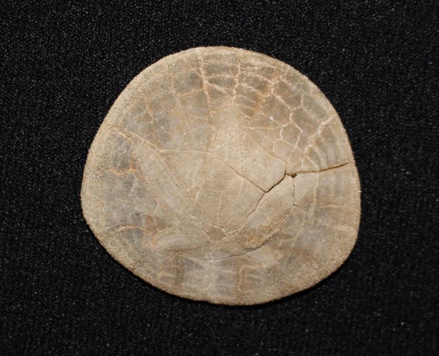 SALE - Fossil Sand Dollar (Dendraster Casmaliaensis) from California