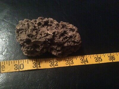 Nice 4” Fossil coral?
