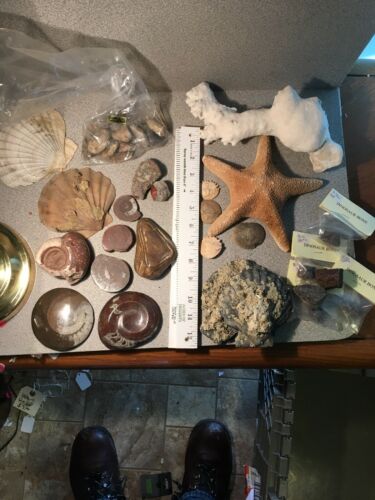 Lots Of Random Fossils Very Nice And In Good Shape