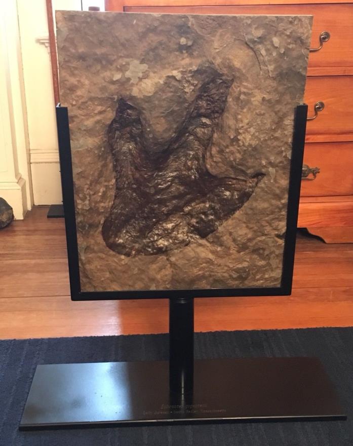 Eubrontes Dinosaur Footprint Track Fossil from the Jurassic of Massachusetts!