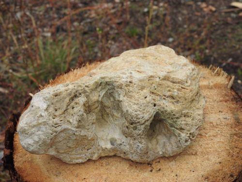 Alaska Natural Fossilized Rock Cluster