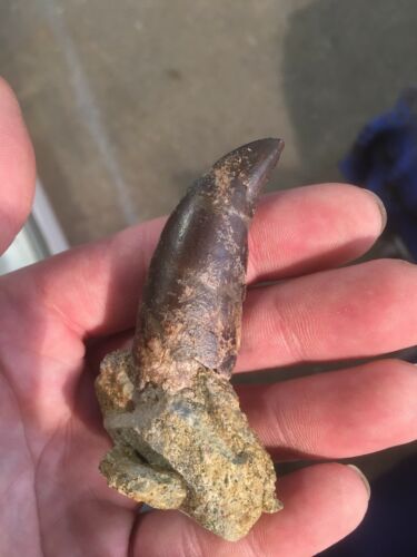 Beautiful Daspletosaurus Tooth W/serrations! MT Two Medicine Formation