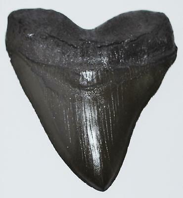MEGALODON Shark Tooth Fossil CAST #3 Black (Replica - Reproduction) 13o