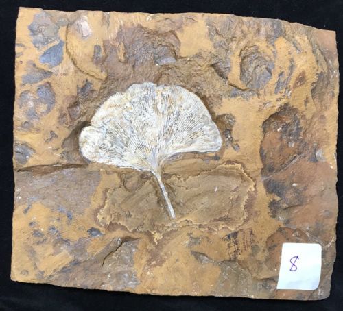 Super North Dakota Gingko cranei Leaf Fossil