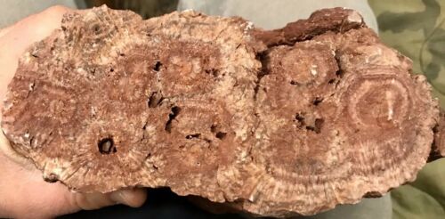 REILLY’S ROCKS: Arizona Petrified Wood W/ Rare Polyrporites Wardii Fungus 18 Lbs