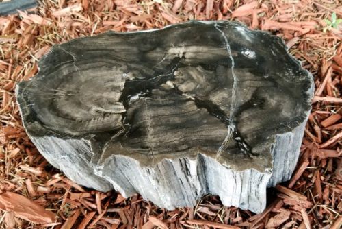 AMAZING Polished Petrified Wood! Great color and designs! Over 22 lbs. Lot # 127