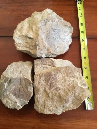 Plant Leaves Fossil Flaming Gorge Wyoming rock geology #3