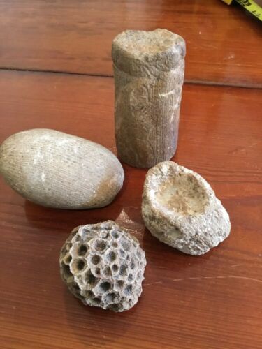 4 Plant Fossils Dinosaur Age #4