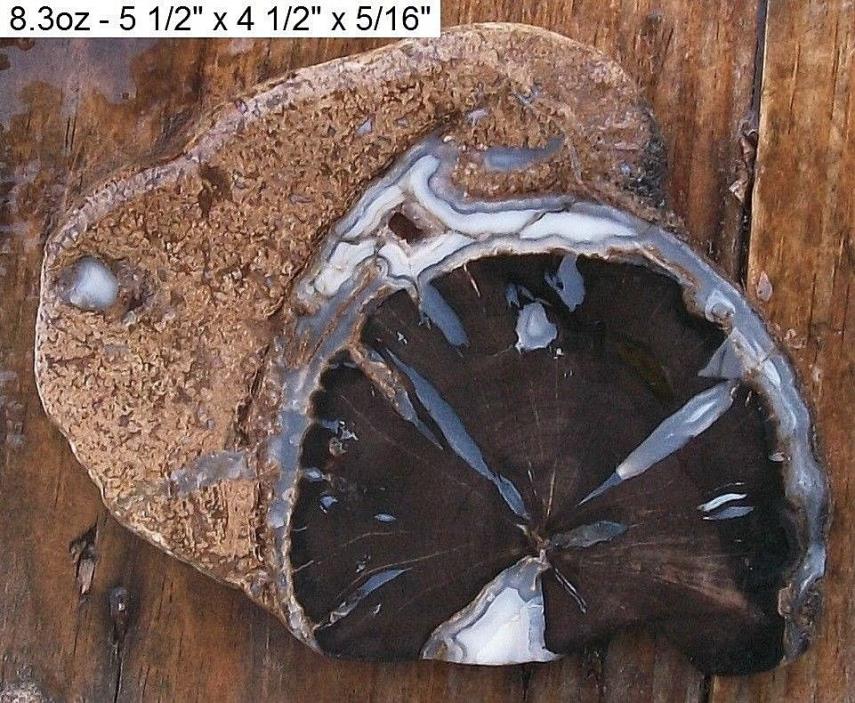WYOMING - EDEN VALLEY BLUE FOREST PETRIFIED WOOD SLAB - TOP GRADE