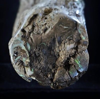 VIRGIN VALLEY CONIFER CONIFER WITH PRECIOUS OPAL outstanding Petrified Wood