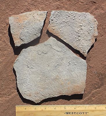 Rain, footprints, spore (cases or seed traces) El Pueblo early Permian, NM, USA.