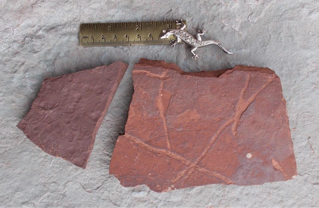 Earthworm trails and rain. El Pueblo early Permian, NM, USA.