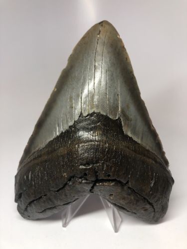 Huge 6.00” Real Megalodon Fossil Shark Tooth Rare Amazing 2682