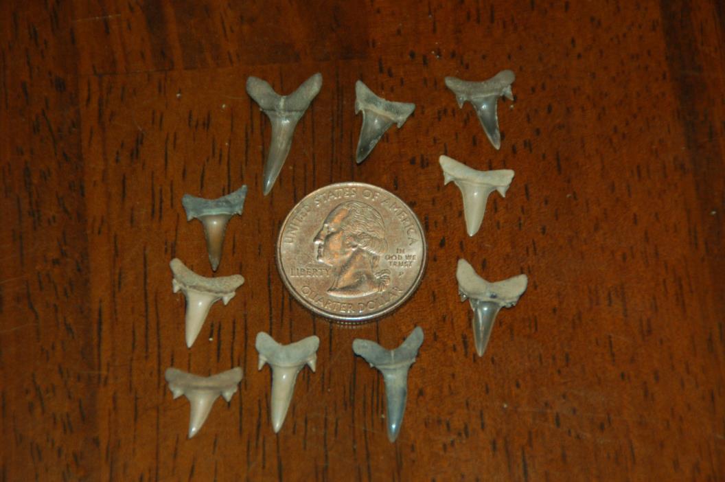 10 Rare Eocene Fossil Shark Teeth --- Alabama U.S.A   FS-15