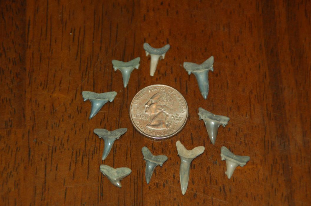 10 Rare Eocene Fossil Shark Teeth --- Alabama U.S.A   FS-16