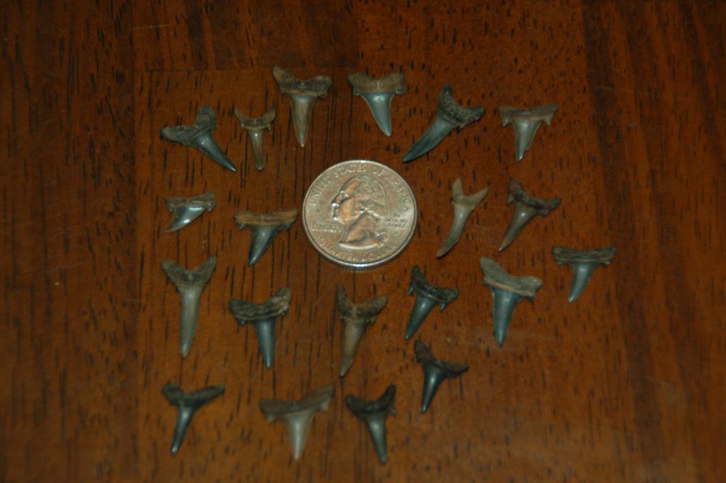 20 Rare Eocene Fossil Shark Teeth --- Alabama U.S.A   FS-38