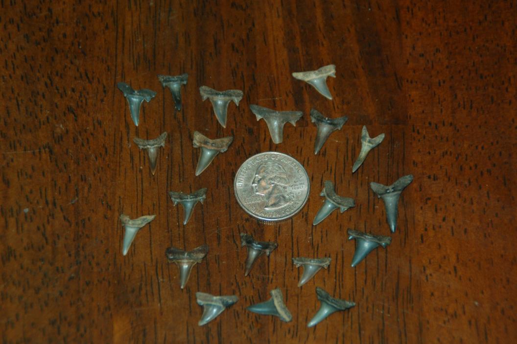 20 Rare Eocene Fossil Shark Teeth --- Alabama U.S.A   FS-39