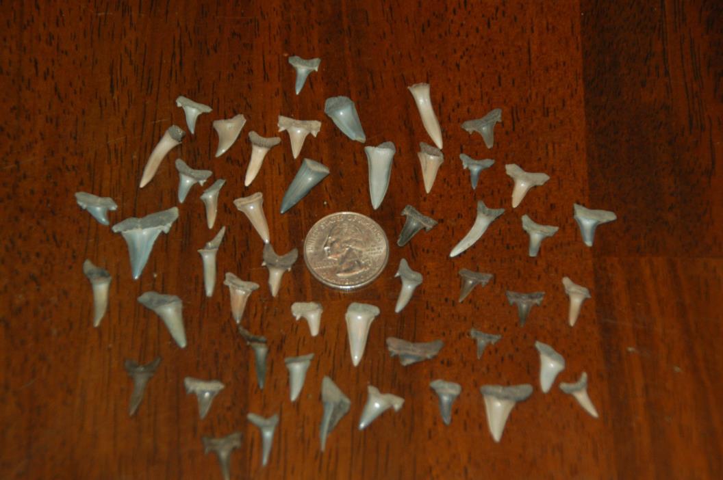 50 Rare Eocene Fossil Shark Teeth --- Alabama U.S.A   FS-37