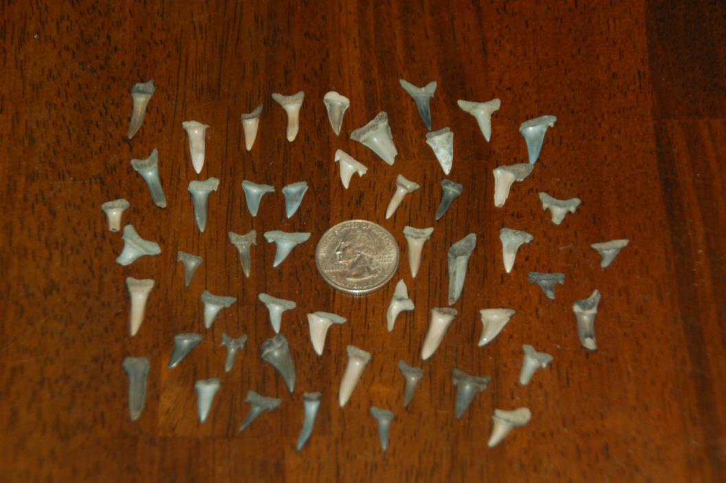 50 Rare Eocene Fossil Shark Teeth --- Alabama U.S.A   FS-36
