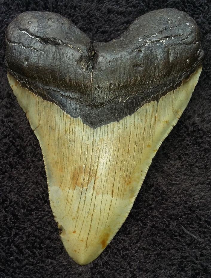 GREAT WHITE FOSSIL SHARK TOOTH TEETH MEGALODON  5,35 NCH GREAT SERRATIONS,