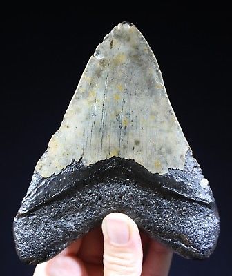 Megalodon Shark Tooth 5.24