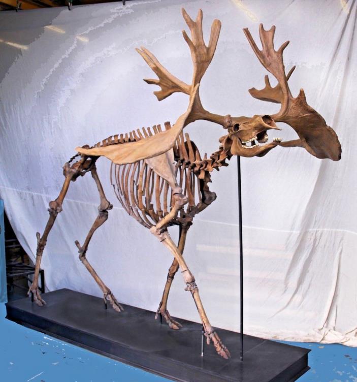 Extremely Rare Fossil Ice Age American Elk Skeleton