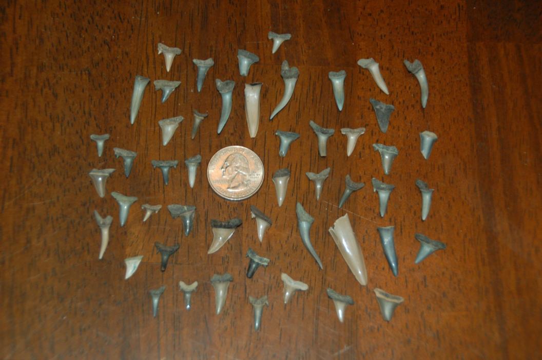 50 Rare Eocene Fossil Shark Teeth --- Alabama U.S.A   FS-29