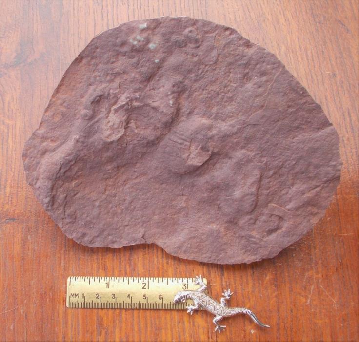 Interesting indeterminate footprint. El Pueblo early Permian, NM, USA.