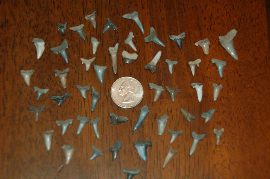 50 Rare Eocene Fossil Shark Teeth --- Alabama U.S.A   FS-28