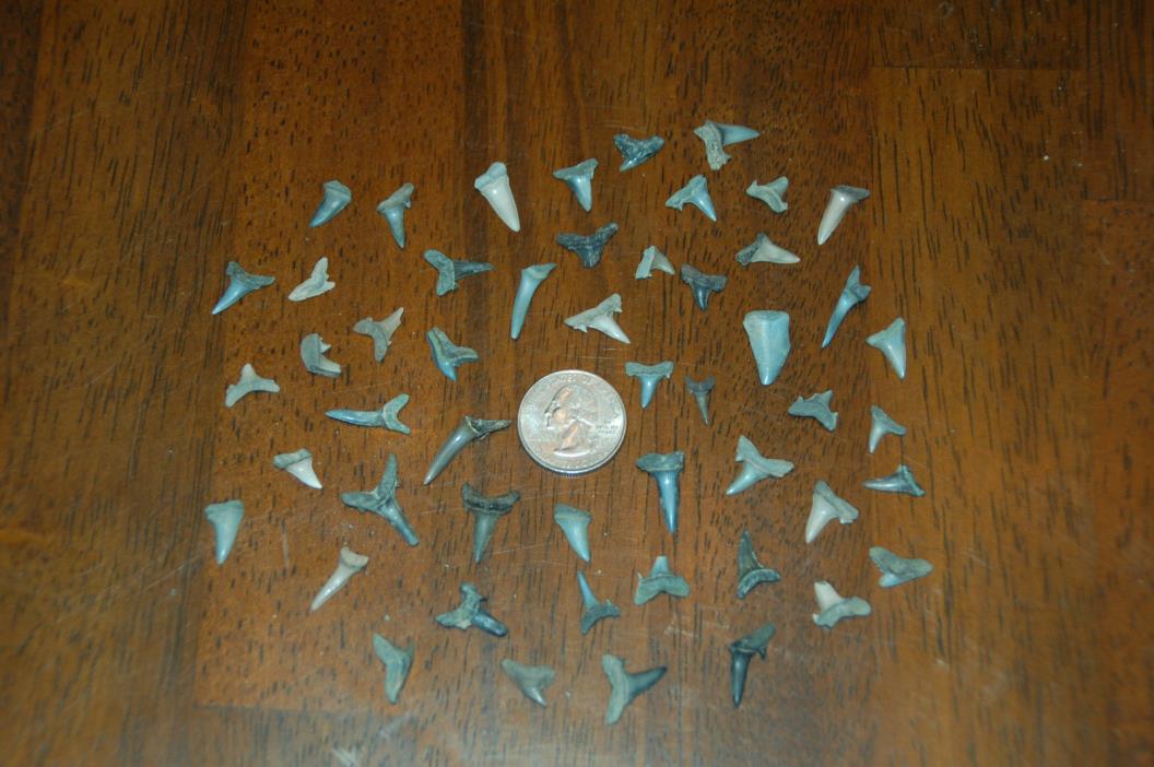 50 Rare Eocene Fossil Shark Teeth --- Alabama U.S.A   FS-27
