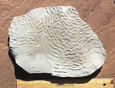 Nice plate of ripples. El Pueblo early Permian, NM, USA.