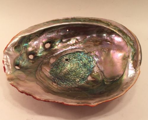 Red Abalone Shell Sea Shell Soap Dish Smudging Decor