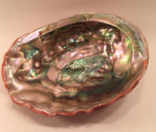 Red Abalone Sea Shell Shell Soap Dish Smudging Home Decor