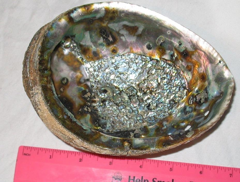 7  inch Natural Large Abalone Shell