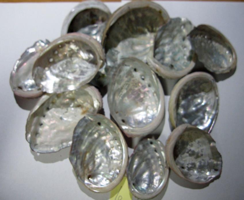 Alaskan Pacific waters abalone shells - assorted sizes