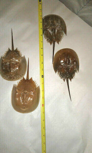 Lot of 4 Horseshoe Crab Shell Full Molts 7 - 8 inches LIMULIDAE Sea Crab Shells