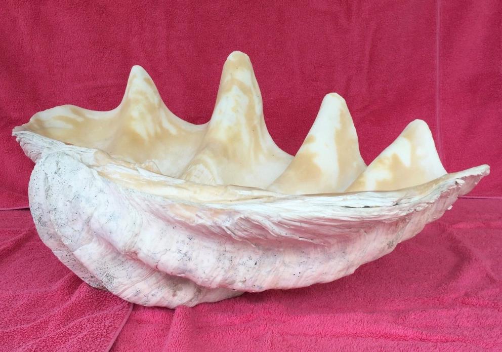 Giant Natural Clam Shell Tridacna Gigas Seashell 11.5