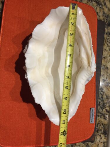 Large Natural Clam Shell Sea Shell 5 1/2 Lb