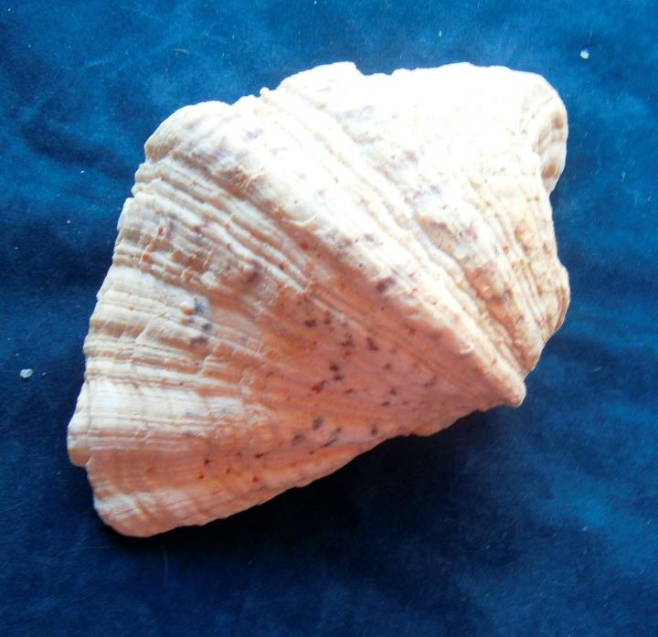 Real Tridacna Squamosa - Ruffled Clam  Shell  - 7.5